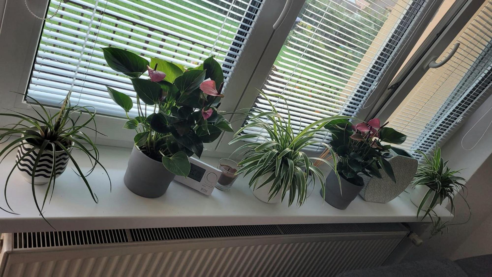 Novy Apartman Eva Jičín Exteriör bild